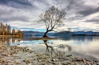 wanaka tree 7996-00 WEB v2 NZ 2017